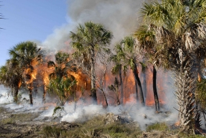 Tropical_forest_fire Tropical_forest_fire