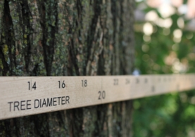 forestersNewMonitoringTree forestersNewMonitoringTree