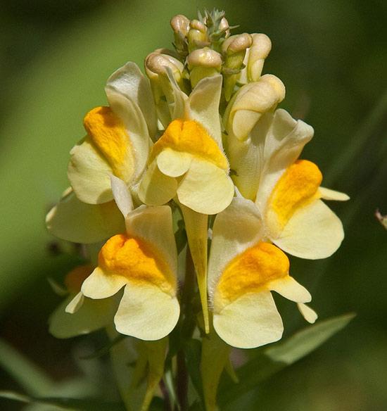 yellow-toadflax-550x584 yellow-toadflax-550x584