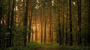 sunforest sunforest
